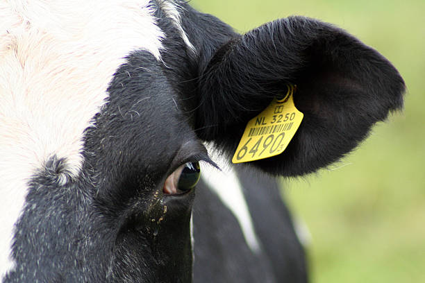 istock Dutch black & white cow with barcoded eartag, headshot fragment 175997182
