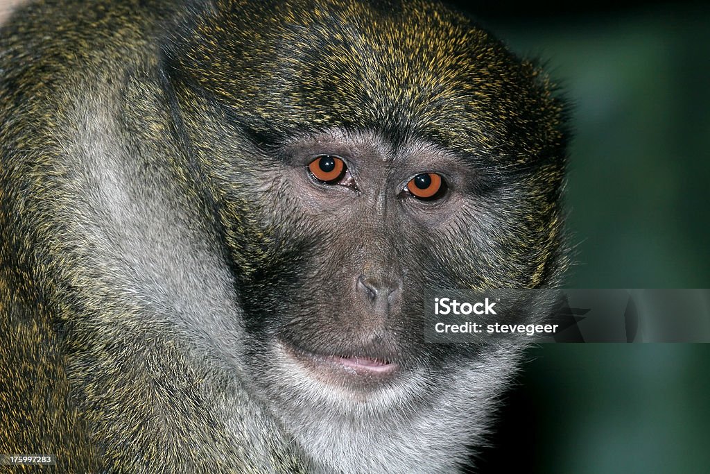Болото обезьян - Стоковые фото Allenopithecus Nigroviridis роялти-фри