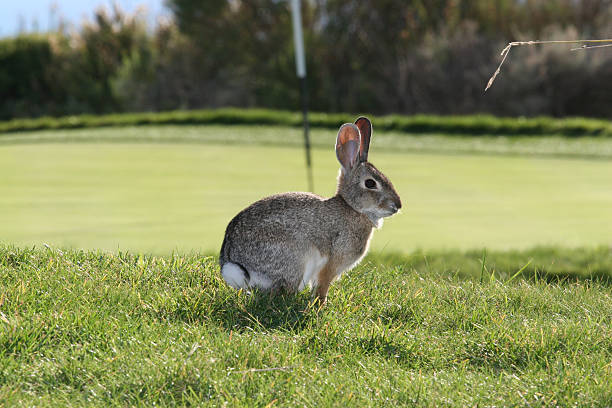 かわいい rabbit のゴルフコース - playing golf 写真 ストックフォトと画像