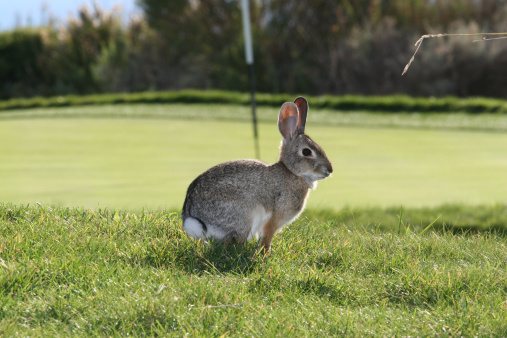 Cute rabbit on a golf course