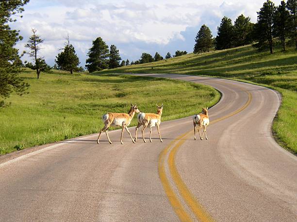 Antelope across the road stock photo