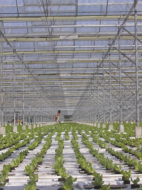 Greenhouse (lechuga farm - foto de stock