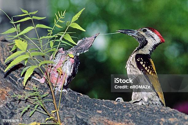 Foto de Goldenbacked Picapau e mais fotos de stock de Animal - Animal, Colorido, Comida