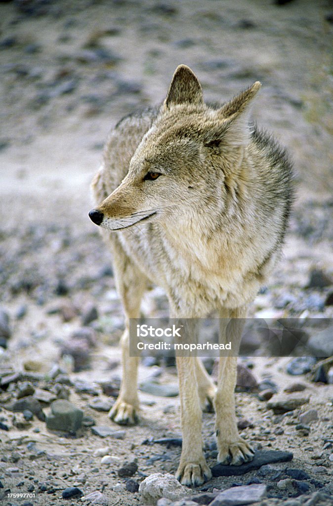 coyote - Foto de stock de Coiote - Cão Selvagem royalty-free