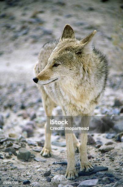 Foto de Coyote e mais fotos de stock de Coiote - Cão Selvagem - Coiote - Cão Selvagem, Novo México, Alimentando-se de Carniça
