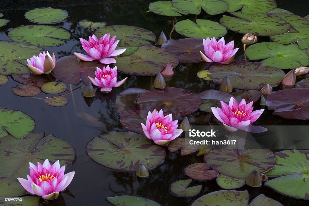 Waterlillies - 로열티 프리 0명 스톡 사진