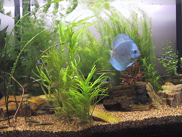 istock blue diamond discu in fresh water aquarium 175997792