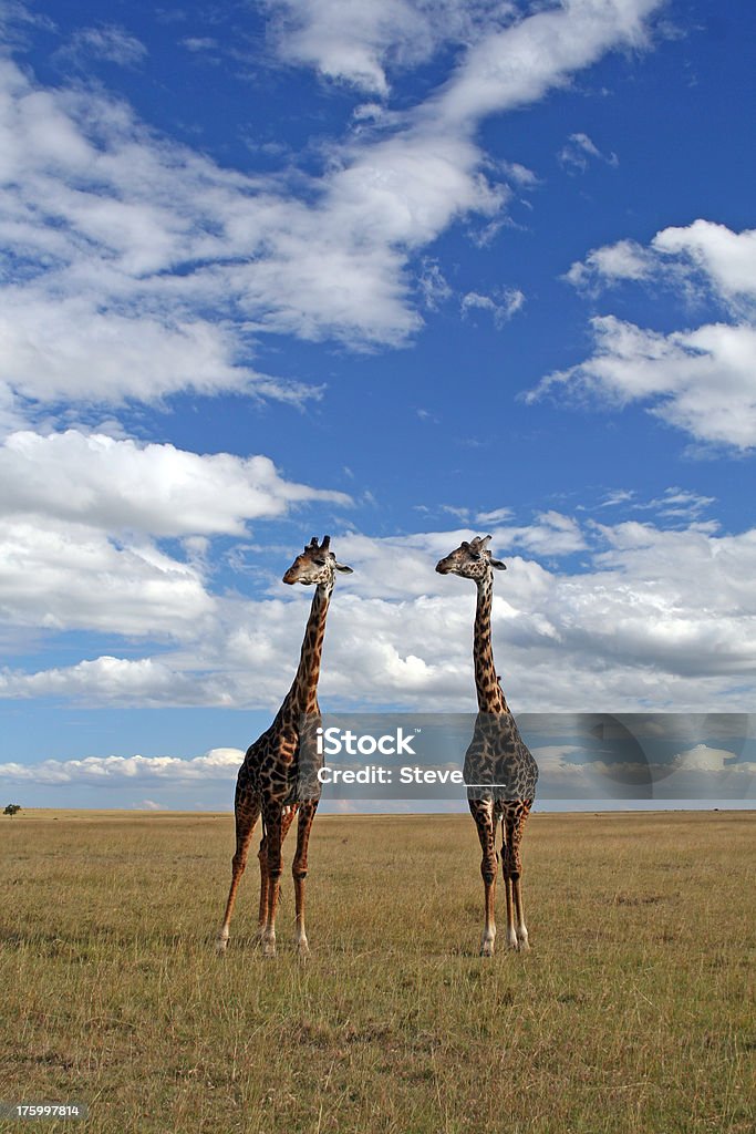 Due giraffe - Foto stock royalty-free di Adulto in età matura