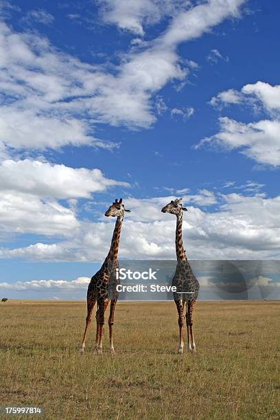 Due Giraffe - Fotografie stock e altre immagini di Adulto in età matura - Adulto in età matura, Africa, Allerta