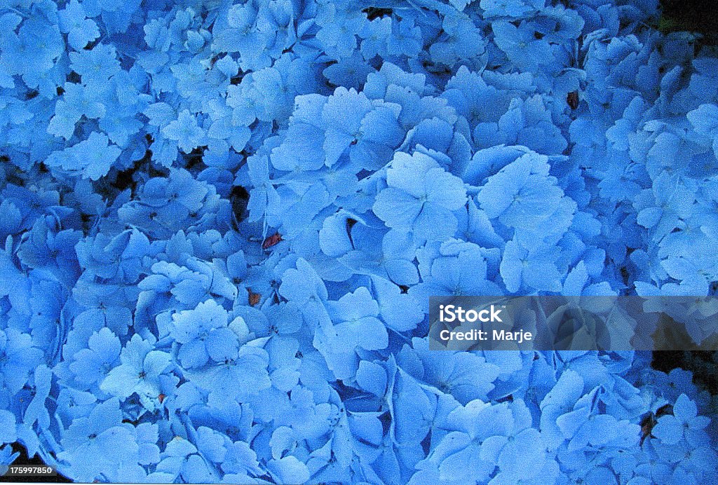 Hydrangeas - Royalty-free Abstrato Foto de stock