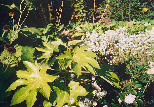istock Castor Oil Plant 175998204