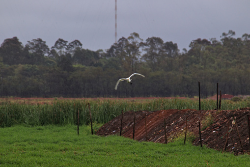 White wading bird, known as Great Egret (Ardea alba) flying over an inert landfill made in the floodplain area of ​​the Rio Tiete - ITAQUAQUECETUBA,  SAO PAULO, BRAZIL.
