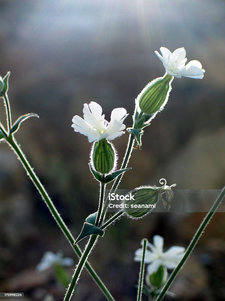 Blanco flores silvestres - Foto de stock de Aire libre libre de derechos