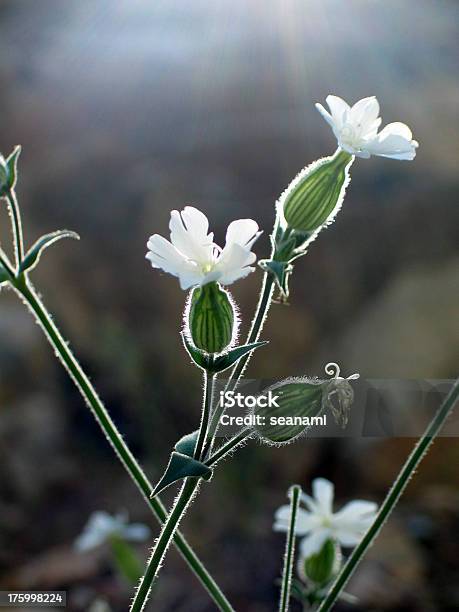 Foto de Branco Flores Silvestres e mais fotos de stock de Botão - Estágio de flora - Botão - Estágio de flora, Branco, Cabeça da flor