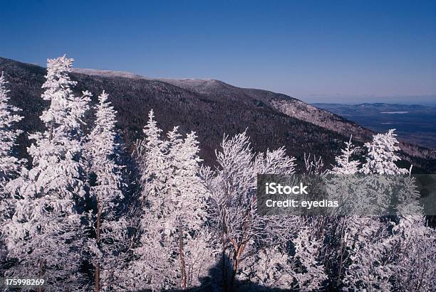 Frosted Fir Trees Stock Photo - Download Image Now - Lake Placid, Winter, Adirondack Mountains