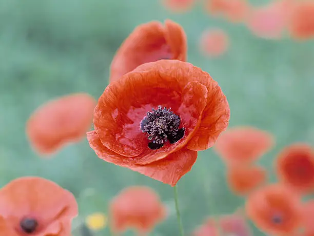 "High-end scan of 6x7cm transparency.  Latin name of Corn Poppy: Papaver Rhoeas. Image shot in The Ardennes, Belgium.View more related images in one of the following lightboxes:"