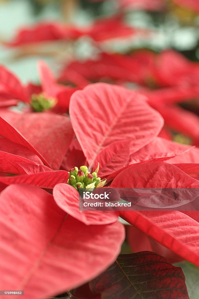 Christmas Flower Closeup of Christmas Flower.Similar images - Blossom Stock Photo