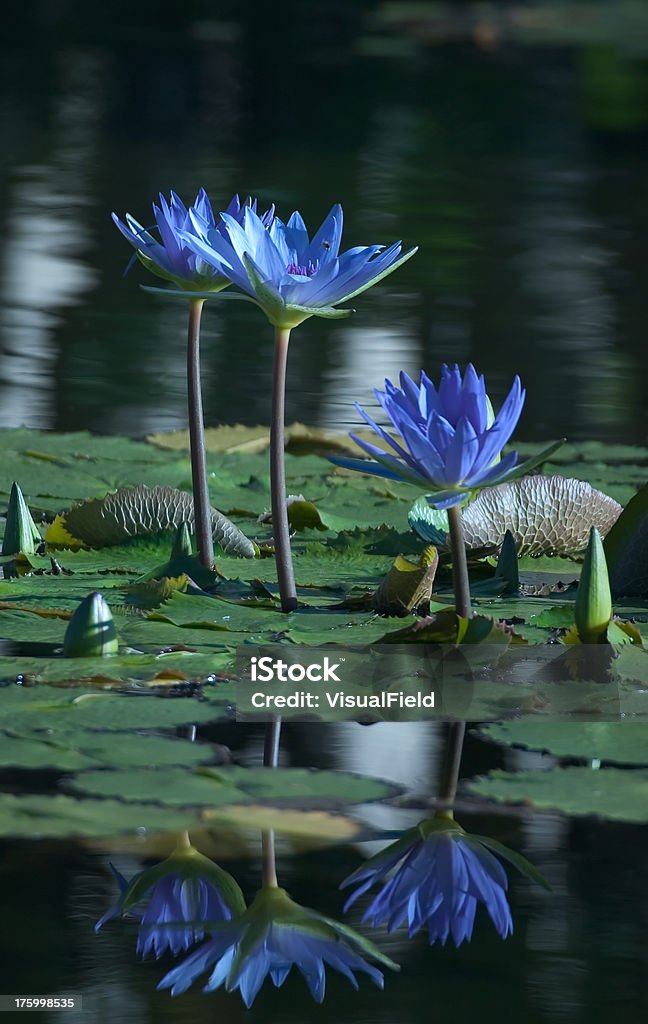 Blue Water Lilies - Стоковые фото Вертикальный роялти-фри