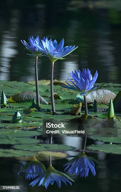 Blue Water Lilies — стоковые фотографии и другие картинки Вертикальный - Вертикальный, Вода, Клумба