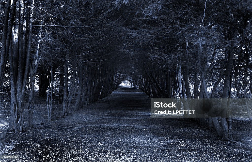Spooky Tree Tunnel A spooky tunnel of trees shot at dusk Dark Stock Photo