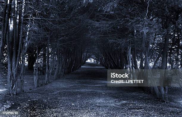 Spooky Tree Tunnel Stock Photo - Download Image Now - Dark, Footpath, Forest