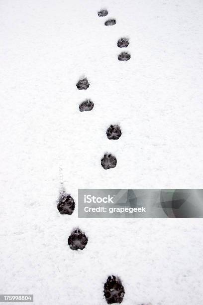 Собака Отслеживает В Снегу — стоковые фотографии и другие картинки След животного - След животного, Снег, Без людей