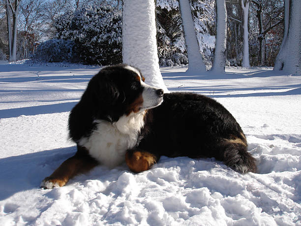 バーニーズマウンテンドッグ - dog snow bernese mountain dog paw ストック�フォトと画像