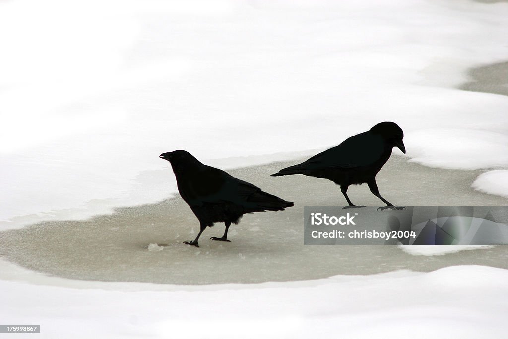 Crows no gelo - Foto de stock de Corvo royalty-free