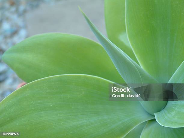 Agave Attenuata 5 Stockfoto und mehr Bilder von Palmlilie - Palmlilie, Texturiert, Agave