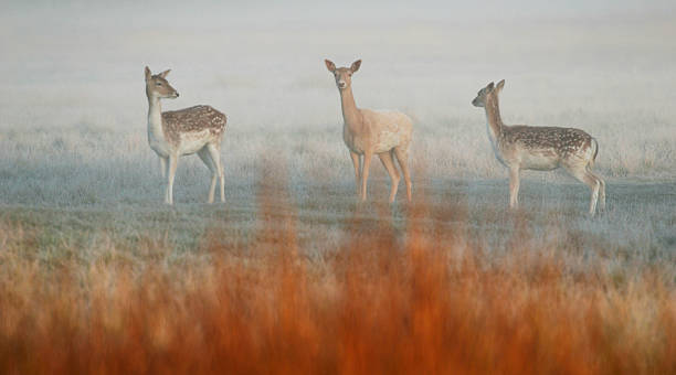 Fallow Deer on a misty morning stock photo