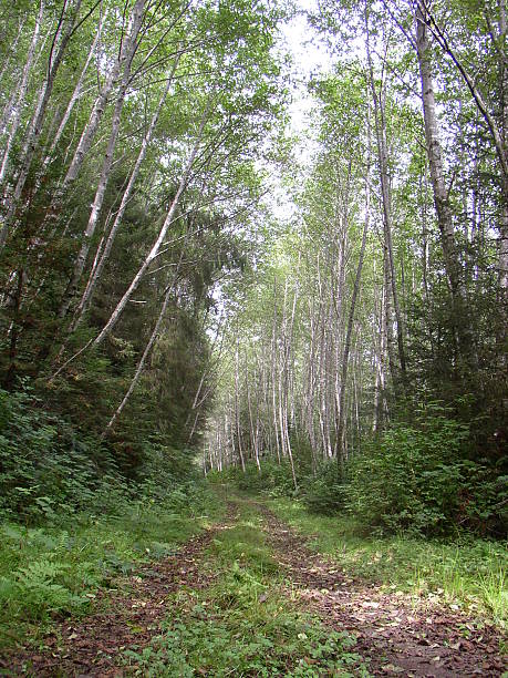 Alder Way stock photo