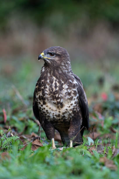 Free Stock Photo of White eye buzzard | Download Free Images and Free ...
