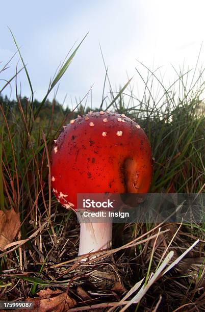 Un Fungo Morte - Fotografie stock e altre immagini di Ambientazione esterna - Ambientazione esterna, Chiazzato, Cielo