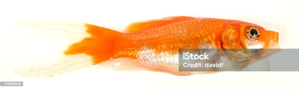 Goldy2 Dead goldfish close up. Abstract Stock Photo