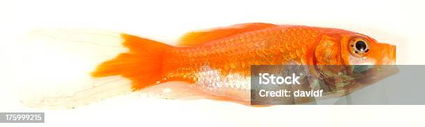 Goldy2 Stock Photo - Download Image Now - Abstract, Animal, Animal Fin