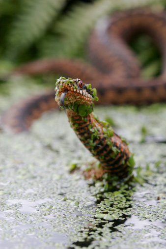 British Adder tasting the air