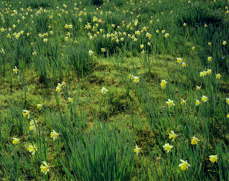 A spring meadow full of daffodils. Photographed on 5x4 film stock.