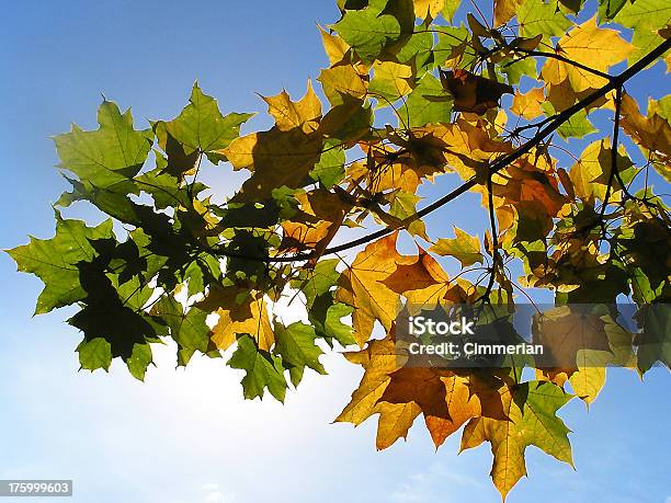 Hojas De Arce Foto de stock y más banco de imágenes de Aire libre - Aire libre, Amarillo - Color, Arbusto