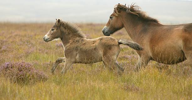 istock Exmoor frolics 175999684