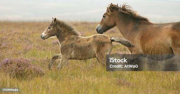 Foto de Frolics Exmoor e mais fotos de stock de Agricultura - Agricultura, Animal, Brincalhão