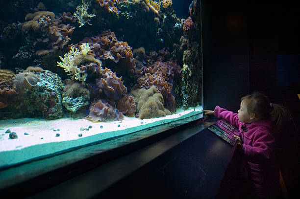 aquarium pour enfants - little girls fun lifestyle handcarves photos et images de collection