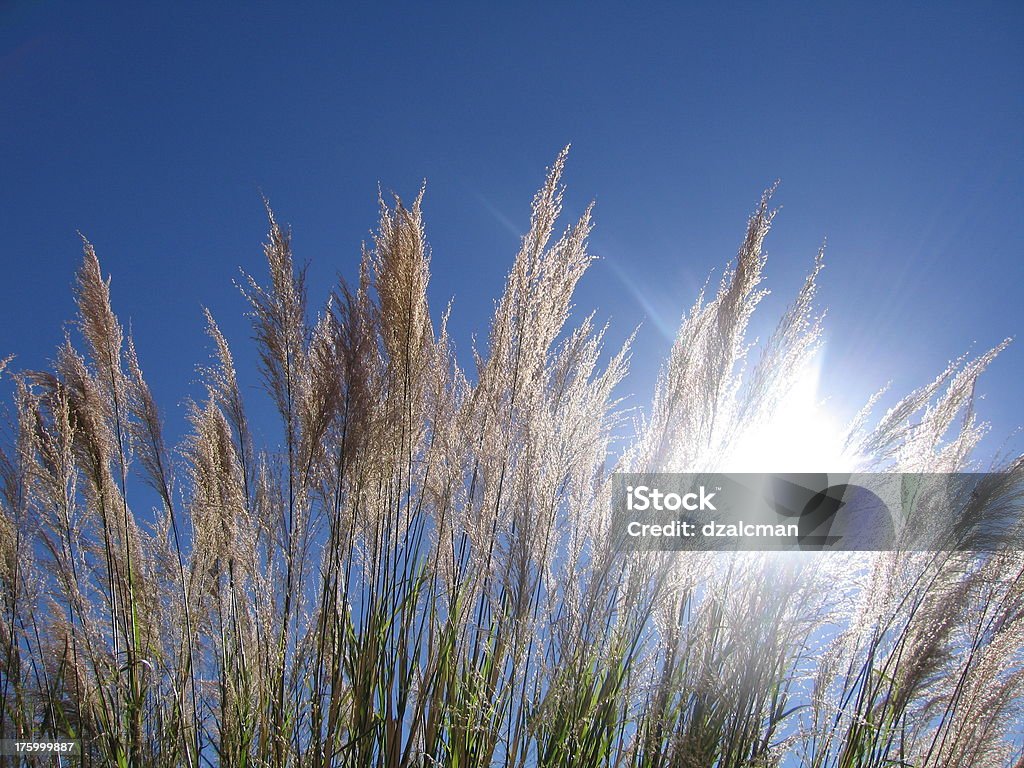 Herbe ornementale - Photo de Bleu libre de droits