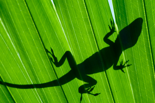 An Amercian Chameleon/Green Anole silhouetted on a palm frond.  The macro image shows the veins in the leaves illuminated by the sunlight above.