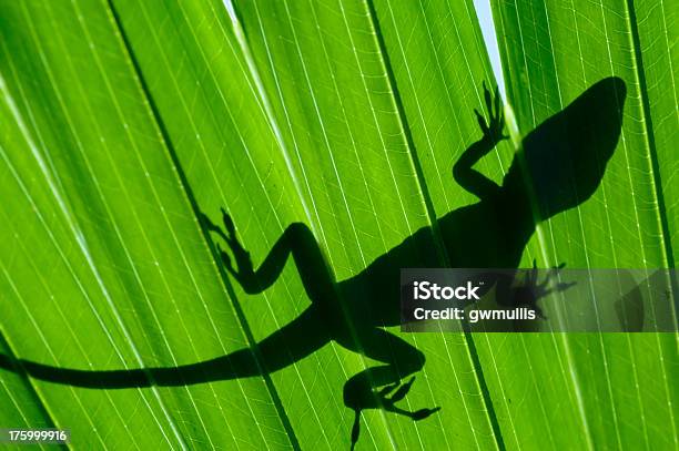 Camaleãoum Fronde - Fotografias de stock e mais imagens de Lagarto de anole - Lagarto de anole, Abstrato, Animais caçando