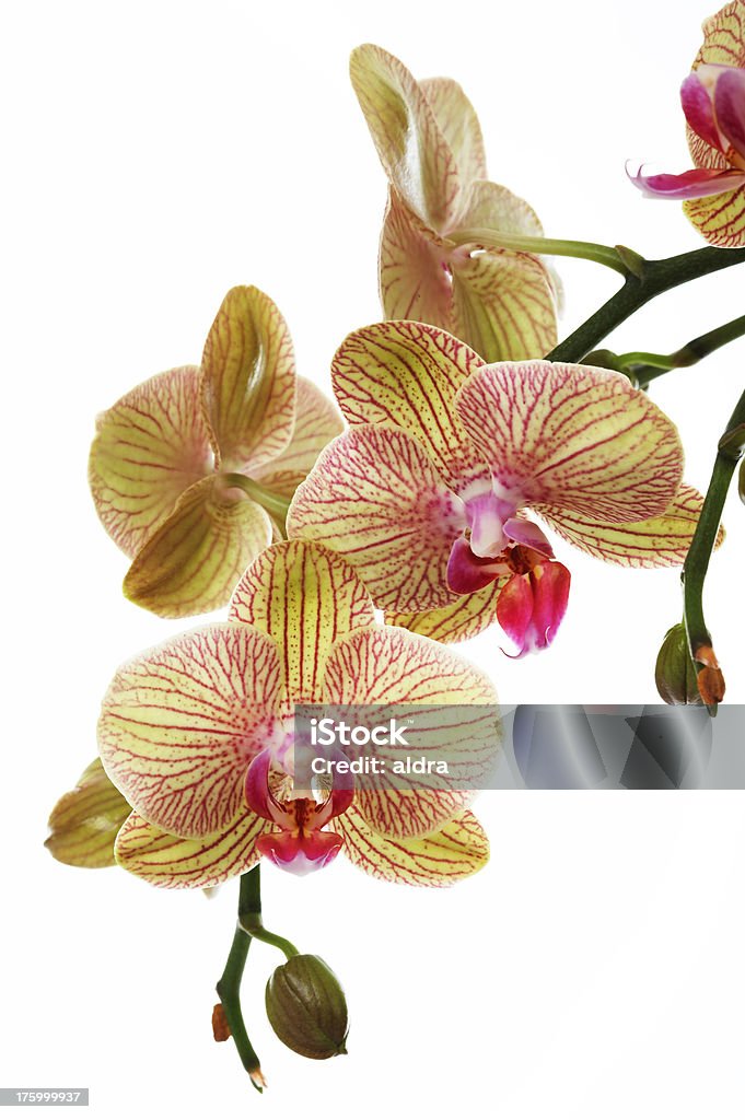 Orchidea - Foto stock royalty-free di Botanica