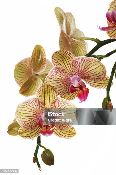 Orchidea - Fotografie stock e altre immagini di Botanica - Botanica, Bouquet, Capolino