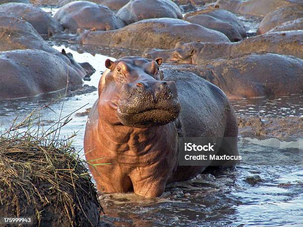 Hippo Niespodzianka - zdjęcia stockowe i więcej obrazów Rzeka - Rzeka, Hipopotam, Bez ludzi