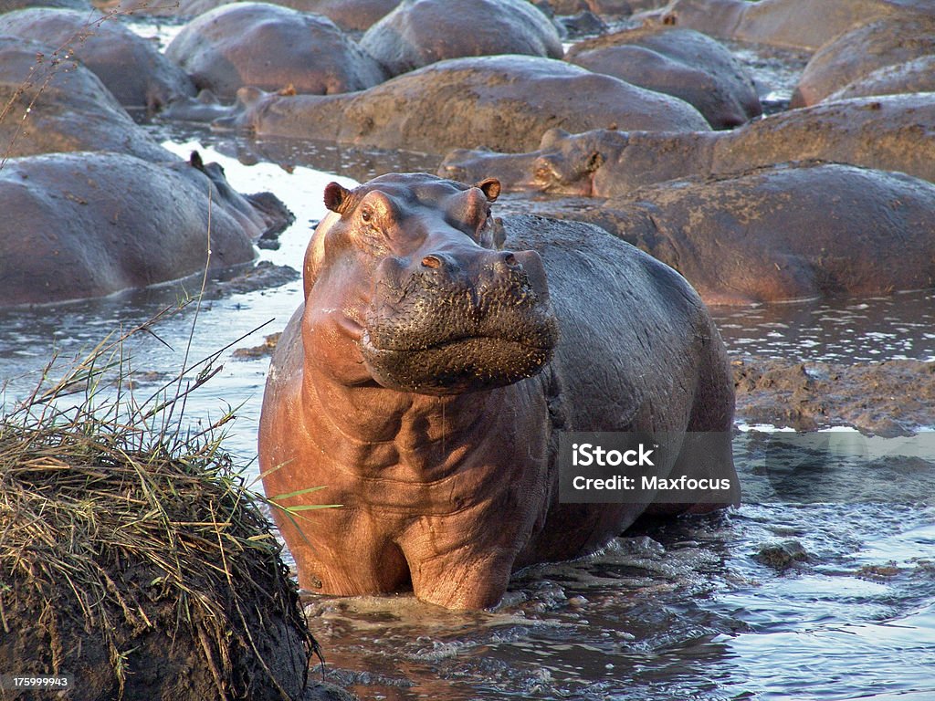 Hipopótamo surpresa - Foto de stock de Rio royalty-free