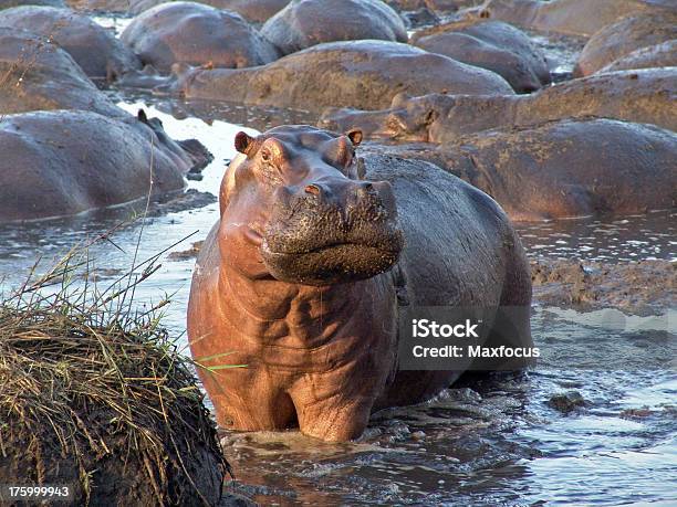 Hippo Сюрприз — стоковые фотографии и другие картинки Река - Река, Гиппопотам, Без людей