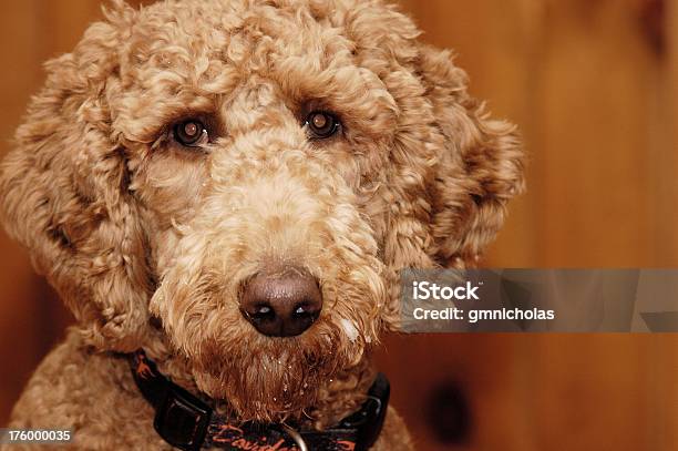 Cara De Cão - Fotografias de stock e mais imagens de Animal - Animal, Animal de Estimação, Cachorrinho